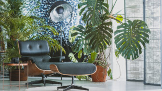monstera