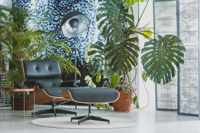 monstera