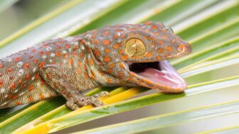 gekón