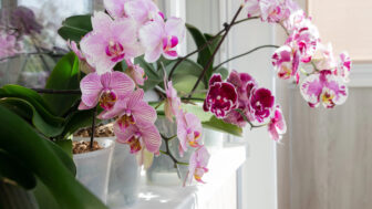 orchidey