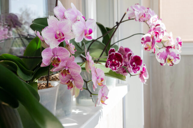 orchidey