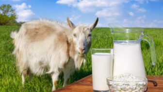 kozie mlieko
