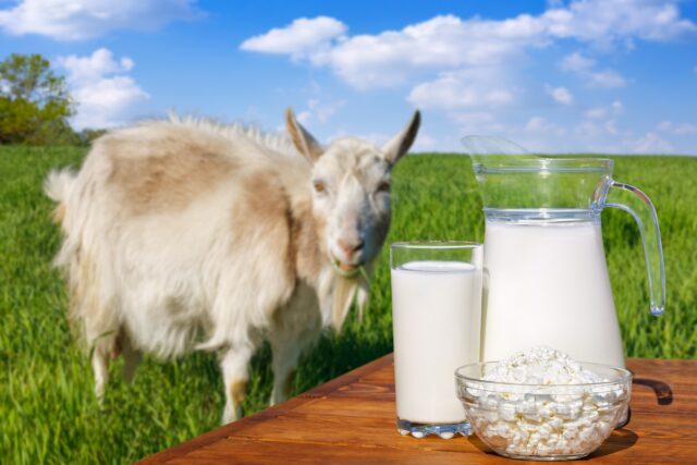 kozie mlieko