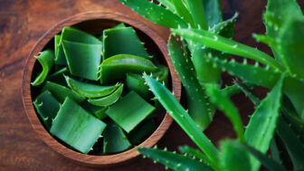 Aloe vera