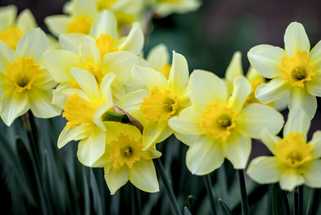 narcisy