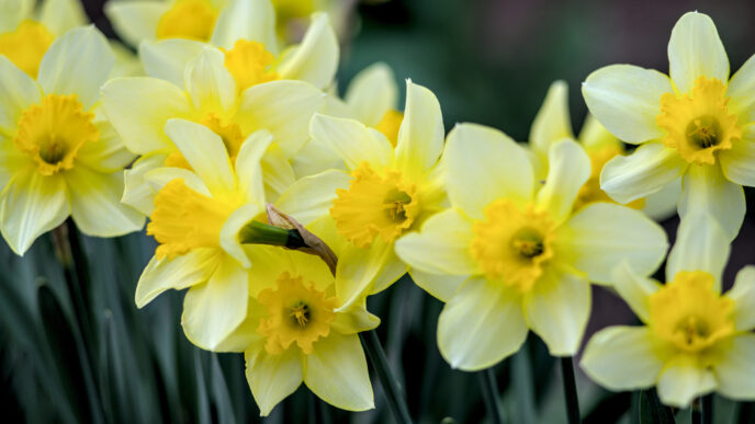 narcisy