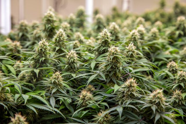 THC