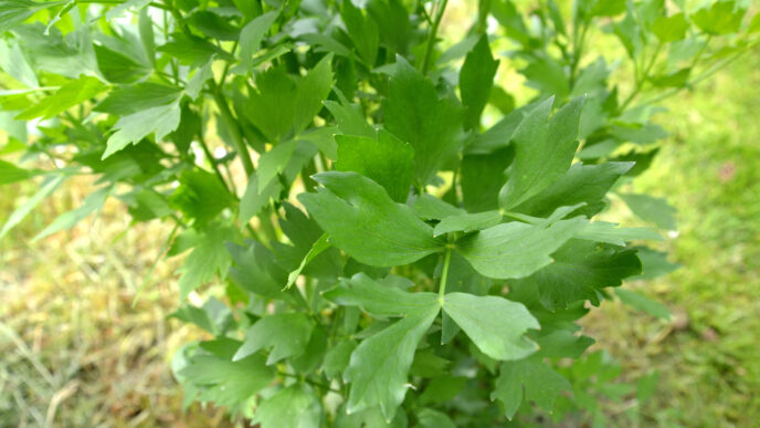 ligurček