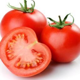 Tomato crop pakistan.jpg
