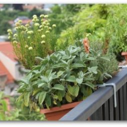 Herbs balcony container.jpg