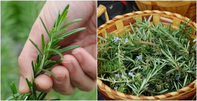20 unusual ways to use rosemary that goes way beyond cooking.jpg