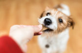 5 ľudských jedál, ktoré psíkovi neuškodia
