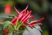 Chilli papričky ako ekologický štít záhrady: Ako si doma vyrobiť prírodný postrek proti škodcom