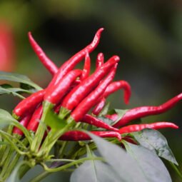 Chilli papričky ako ekologický štít záhrady: Ako si doma vyrobiť prírodný postrek proti škodcom