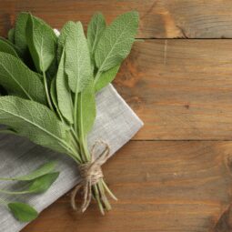Šalvia v kuchyni: Ako z tejto aromatickej bylinky vyťažiť maximum