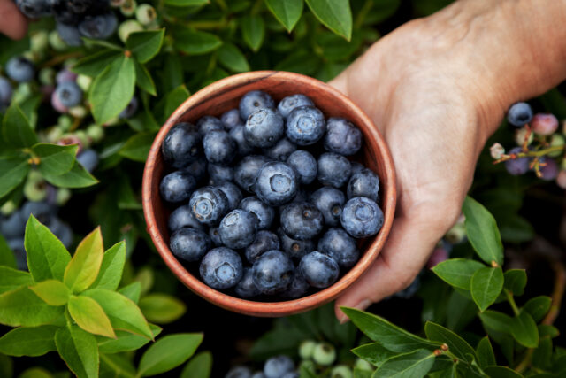 Skutočná sila antioxidantov: Ako vám príroda môže pomôcť k lepšiemu zdraviu