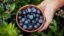 Skutočná sila antioxidantov: Ako vám príroda môže pomôcť k lepšiemu zdraviu