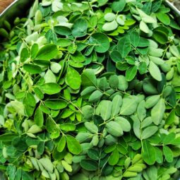Moringa: zelený poklad, ktorý si zaslúži miesto vo vašom jedálničku