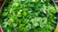 Moringa: zelený poklad, ktorý si zaslúži miesto vo vašom jedálničku