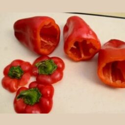 Paprika4.jpg