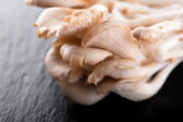 Hliva ustricová: prírodný posilňovač imunity aj zdravého cholesterolu