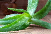 Aloe vera: nenápadná izbová rastlina, ktorá dokáže prekvapiť. Pomôže pri liečbe aj v kuchyni