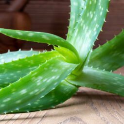 Aloe vera: nenápadná izbová rastlina, ktorá dokáže prekvapiť. Pomôže pri liečbe aj v kuchyni
