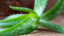 Aloe vera: nenápadná izbová rastlina, ktorá dokáže prekvapiť. Pomôže pri liečbe aj v kuchyni