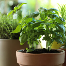 Izbové bylinky po celý rok: ako si doma vytvoriť zelený kút, ktorý skutočne funguje