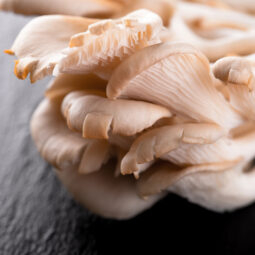 Hliva ustricová: nenápadná huba, ktorá dokáže zachrániť večeru