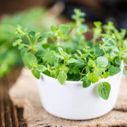 Oregano ako liečivá bylina