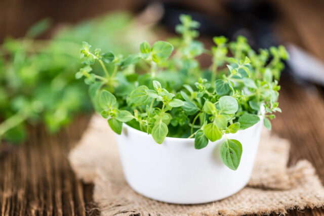 Oregano ako liečivá bylina