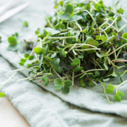 Microgreens: malé rastliny s veľkým potenciálom v kuchyni