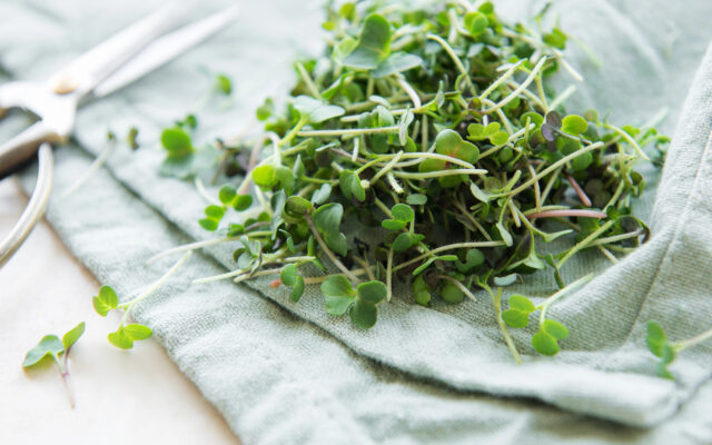 Microgreens: malé rastliny s veľkým potenciálom v kuchyni