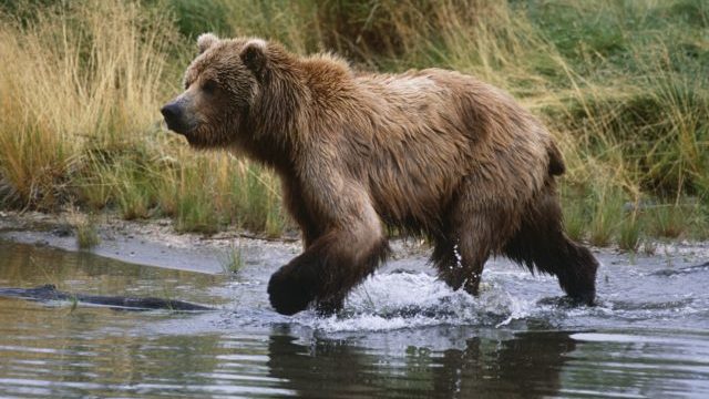 346692_medved 640x420.jpg