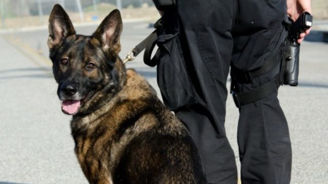 348004_policajny pes 640x420.jpg