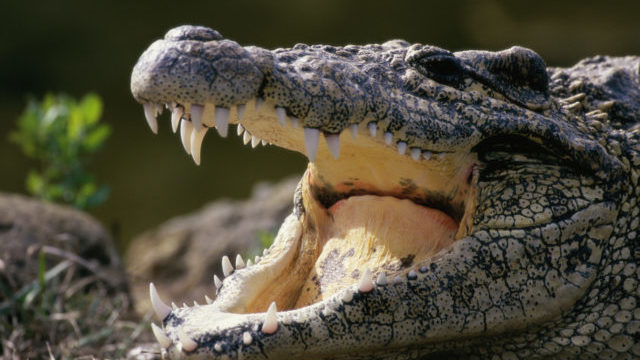 348006_krokodil 640x420.jpg
