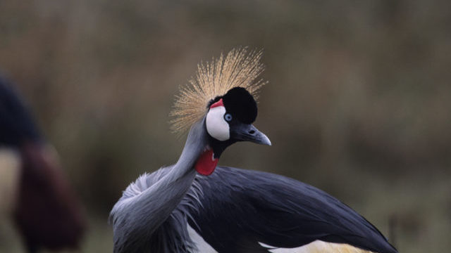 348248_thinkstockphotos 200329379 001 640x420.jpg