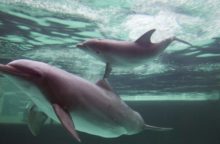 348381_germany_zoo_dolphin ecd8868988e6453d84da9ac289bf1a96 640x420.jpg