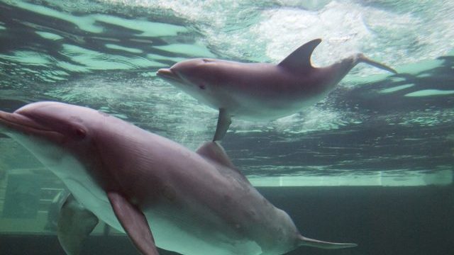 348381_germany_zoo_dolphin ecd8868988e6453d84da9ac289bf1a96 640x420.jpg