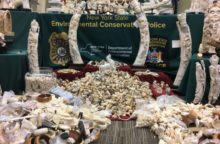 348444_ivory_crush_50267 76e9b52353fe4e24a935db5f2233b168 640x420.jpg