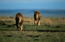 348679_lev_ilustraa na foto 640x420.jpg