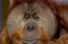 348788_orangutan chantek 640x420.jpg