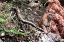 348807_puma 640x420.jpg