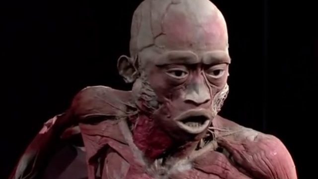 348813_the human body exhibition 640x420.jpg
