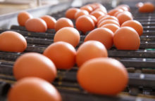 348922_vajicka 640x420.jpg