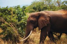 349321_slon 640x420.jpg