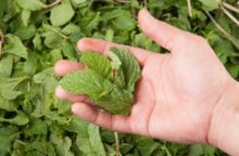 349375_mata 640x420.jpg