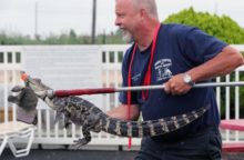 349492_krokodil 640x420.jpg