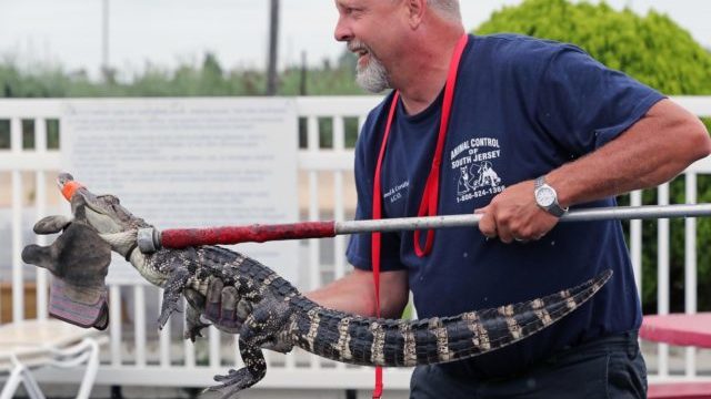 349492_krokodil 640x420.jpg